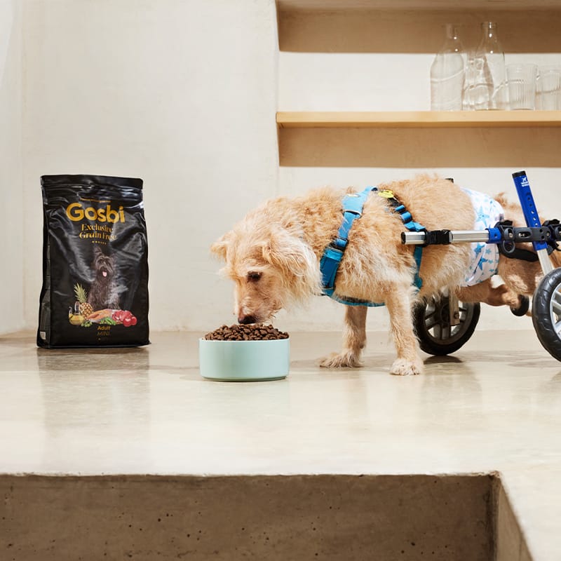 Exclusive Grain Free Dog Adult Mini Fish with Lamb